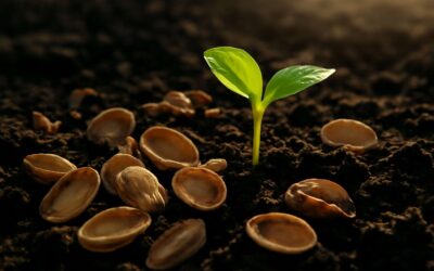 Turn waste into soil: pistachio nut shells compost for thriving gardens