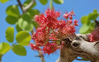 Pistachio nut flowers: the key to a successful harvest.
