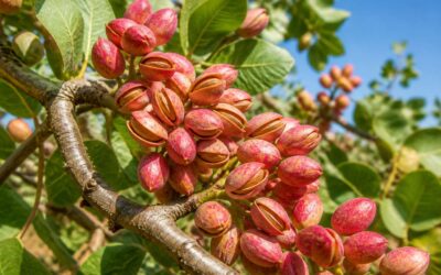 How to grow a pistachio nut tree from seed to harvest.